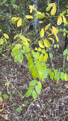 Styphnolobium affine