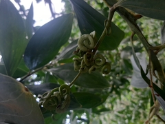 Smilax tomentosa