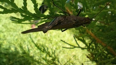 Machaerocera mexicana