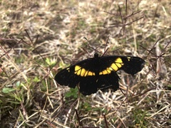 Catasticta teutila