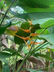 Heliconia latispatha
