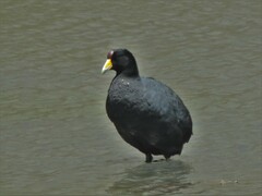 Fulica ardesiaca