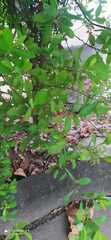 Malpighia glabra