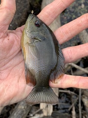 Lepomis miniatus
