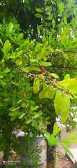Erythroxylum
