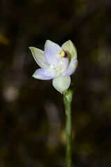 Thelymitra pallidifructus