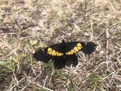 Catasticta teutila