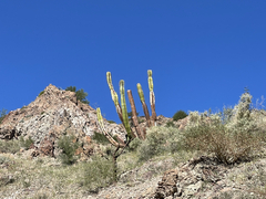 Lophocereus schottii