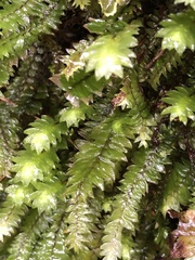 Cyathophorum bulbosum