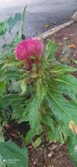 Celosia