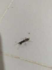 Odontomachus haematodus