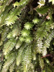 Cyathophorum bulbosum