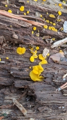 Calycina citrina