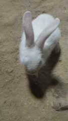 Leporidae