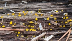 Calycina citrina