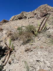 Lophocereus schottii