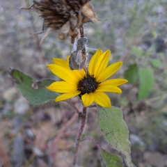 Helianthus petiolaris