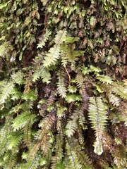 Cyathophorum bulbosum