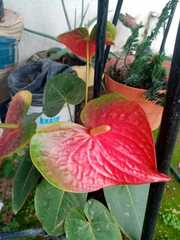 Anthurium