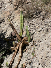 Lophocereus schottii