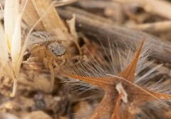 Euophrys herbigrada