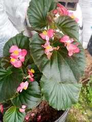 Begonia