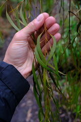 Lorantheae