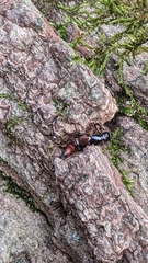 Hesperus baltimorensis