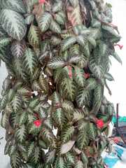 Episcia