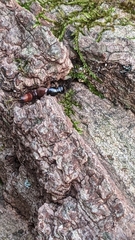 Hesperus baltimorensis