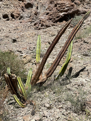 Lophocereus schottii