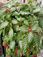 Episcia