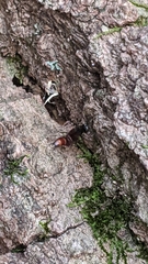 Hesperus baltimorensis