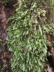 Cyathophorum bulbosum