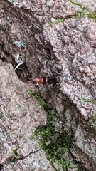 Hesperus baltimorensis