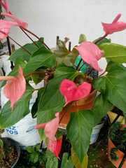Anthurium
