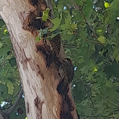 Colaptes melanochloros