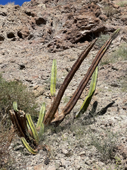 Lophocereus schottii