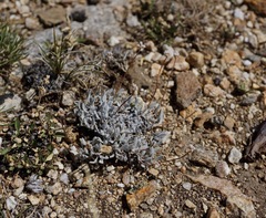 Eriogonum caespitosum