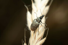 Mycterus curculioides