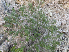 Pleurocoronis laphamioides