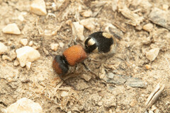 Ronisia brutia