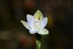 Thelymitra pallidifructus