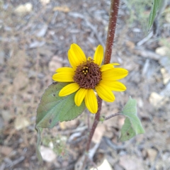 Helianthus petiolaris