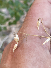 Pleurocoronis laphamioides