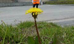Taraxacum
