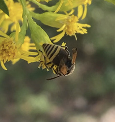 Pachodynerus nasidens