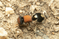 Ronisia brutia