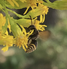 Pachodynerus nasidens