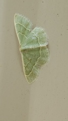 Chlorochlamys phyllinaria